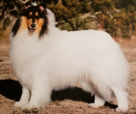 GCH Marko's Ebony And Ivory